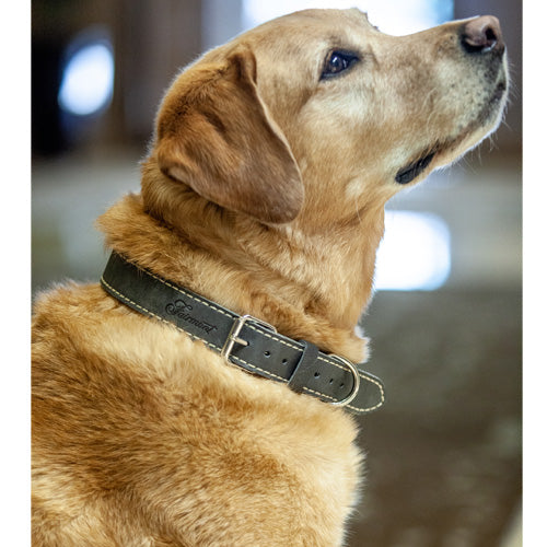 Fairmont Dog Collar - Grey - Fairmont Store Canada